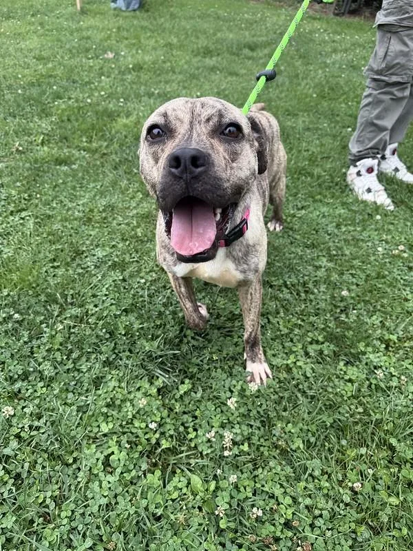 An adult medium-sized female Brindle Mixed Breed dog named Wicky for adoption in Narberth, PA