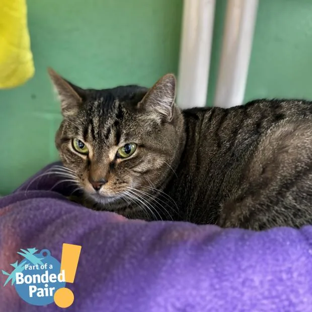 An adult large-sized female Brown / Chocolate Domestic Short Hair cat named Addie for adoption in Pittsburgh, PA