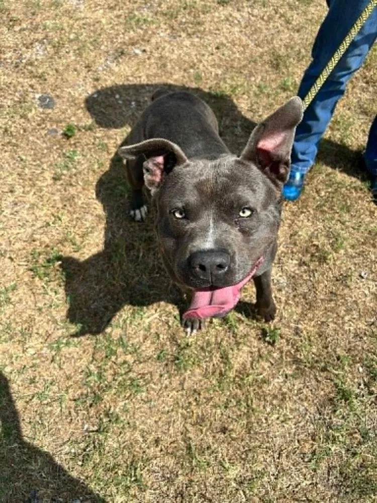 A young medium-sized male Gray / Blue / Silver Mixed Breed dog named Champ for adoption in Scott, LA
