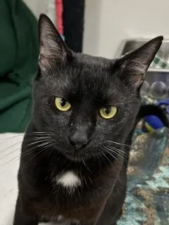 A young medium-sized male Black American Shorthair cat named Henry for adoption in Edgewood, MD