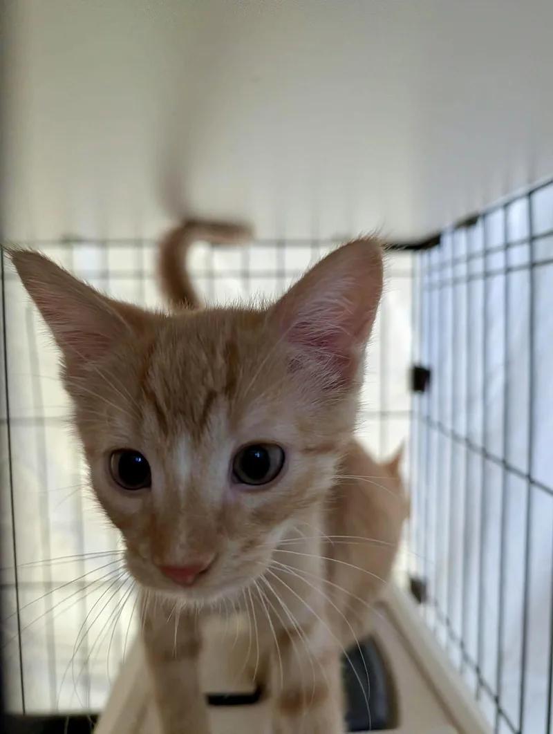 A baby medium-sized male Orange / Red Domestic Short Hair cat named Clementine for adoption in Detroit Lakes, MN