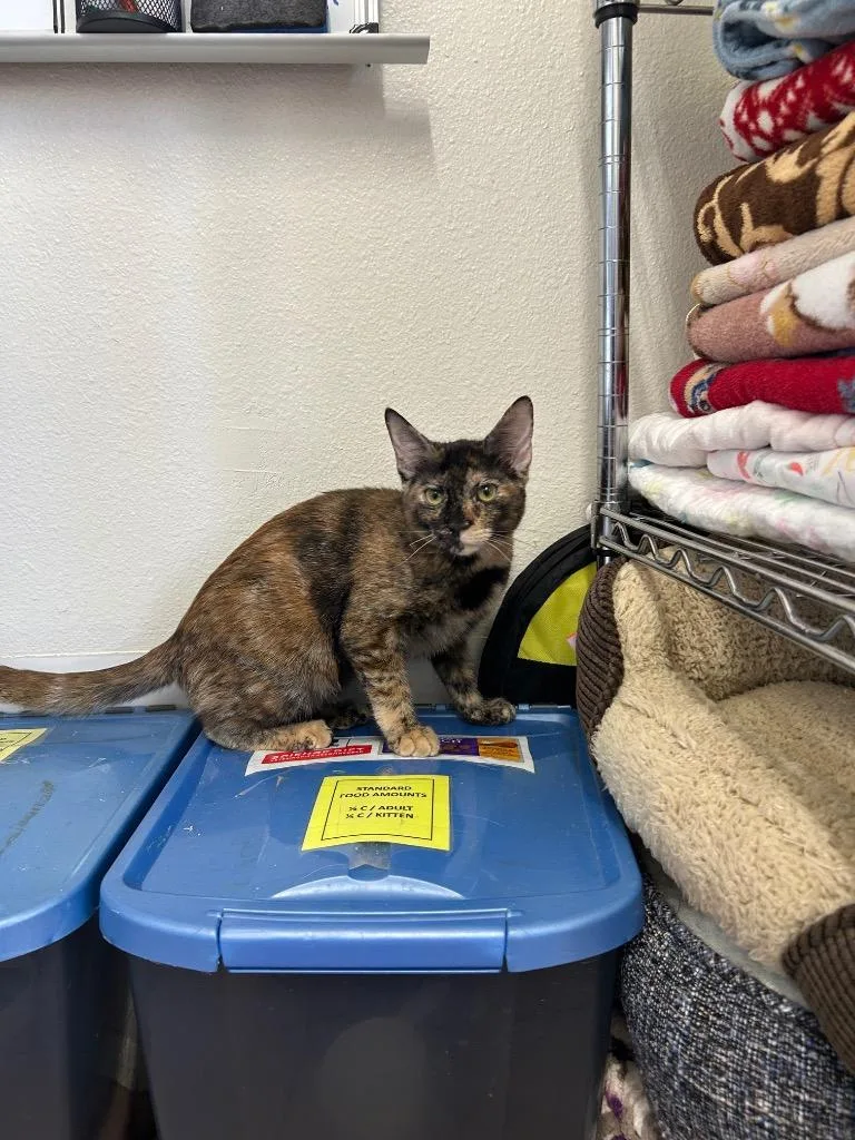 A baby medium-sized female Domestic Short Hair cat named Dori for adoption in Peoria, AZ