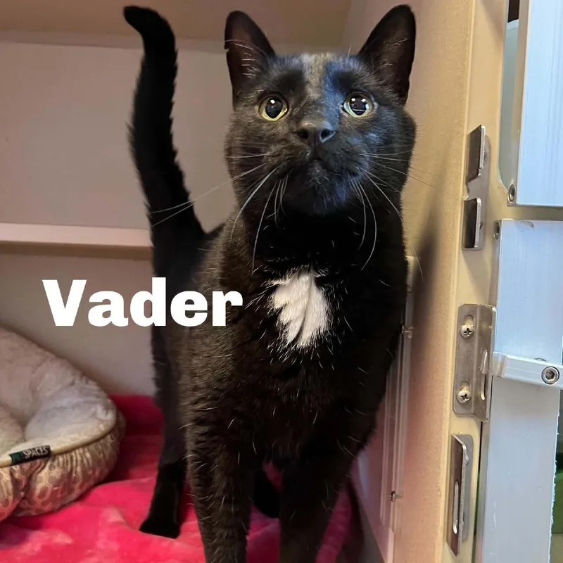 An adult small-sized male Black Domestic Short Hair cat named Vader for adoption in Escanaba, MI