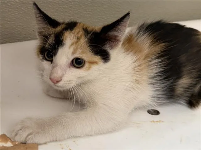 A baby small-sized female Domestic Short Hair cat named Becky for adoption in Tracy, CA