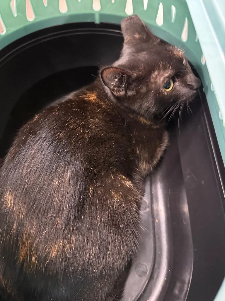 A young large-sized female Domestic Short Hair cat named Patches for adoption in Clarksville, TN