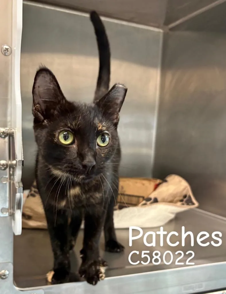 Patches thumbnail 2