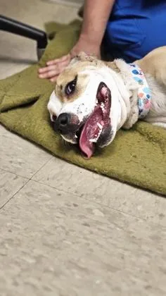 A young medium-sized female Apricot / Beige Mixed Breed dog named Kenya for adoption in Hamilton, OH