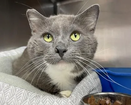 An adult large-sized male Domestic Short Hair cat named 68 for adoption in Cumberland, MD