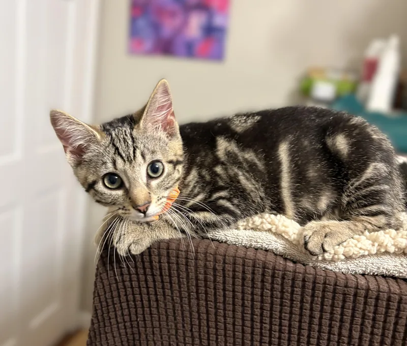 A baby medium-sized female Tabby (Brown / Chocolate) Tabby cat named Sushi for adoption in New Albany, OH