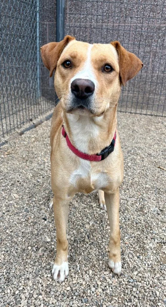 Mya