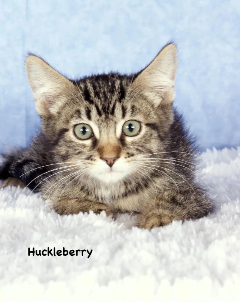 Huckleberry