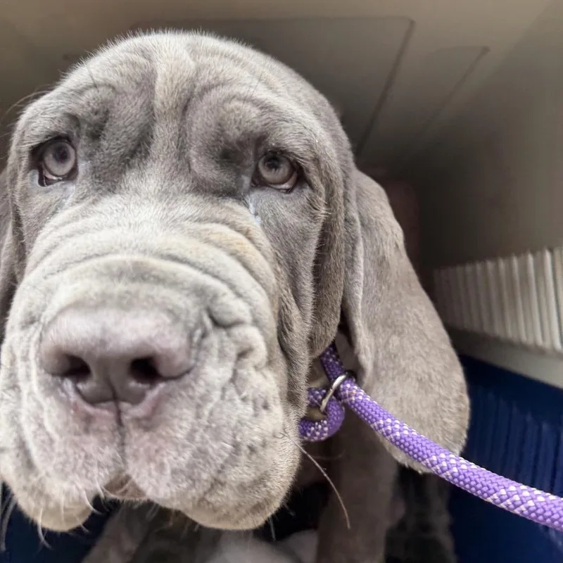 A baby medium-sized male Gray / Blue / Silver Neapolitan Mastiff dog named Reynolds for adoption in Northbrook, IL