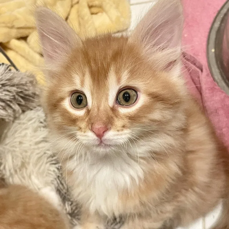 A baby small-sized male Domestic Short Hair cat named Dandy Lion for adoption in Hailey, ID