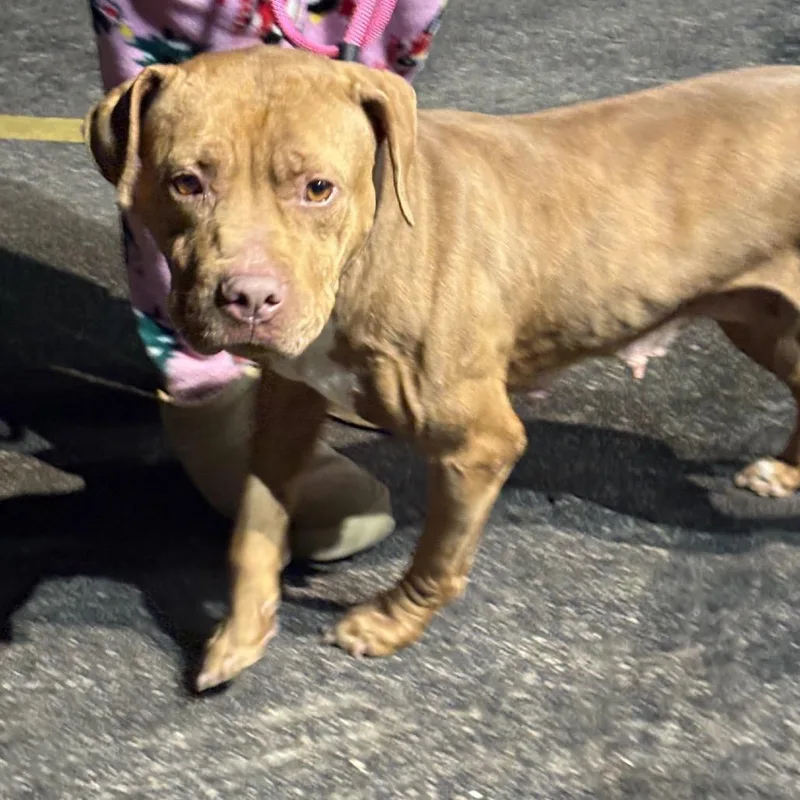 Bluebell thumbnail 2