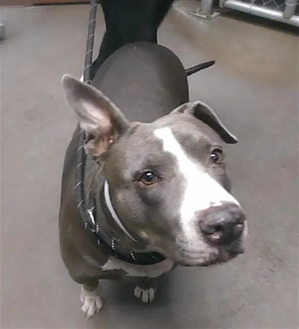 An adult large-sized female Pit Bull Terrier dog named Baby for adoption in Phoenix, AZ