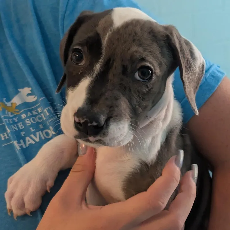 A baby small-sized female White / Cream Mixed Breed dog named Jasmine for adoption in Naples, FL