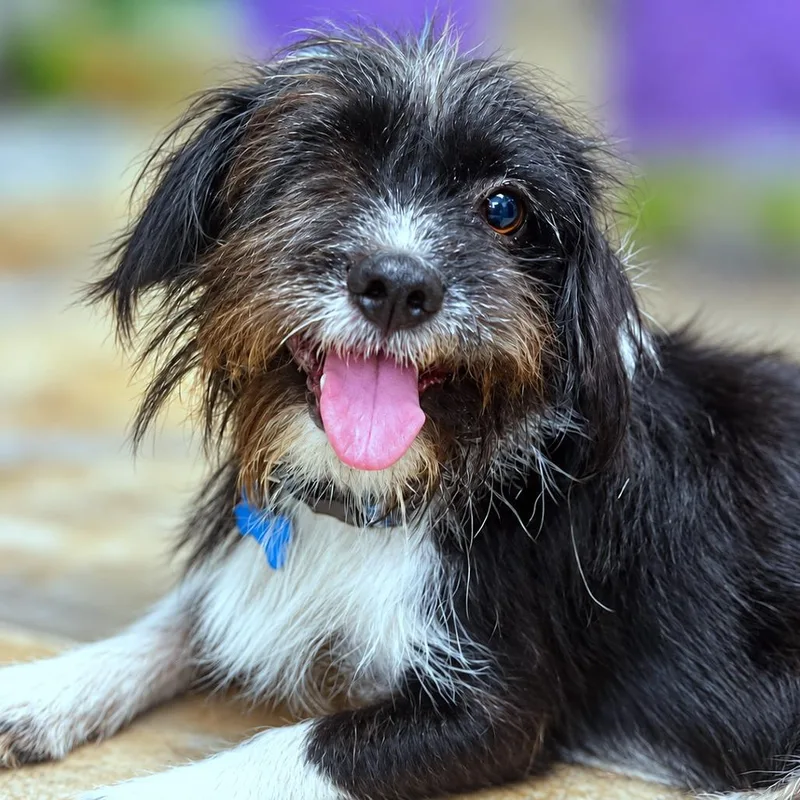 An adult small-sized male Black Standard Schnauzer dog named Baxter for adoption in Boerne, TX
