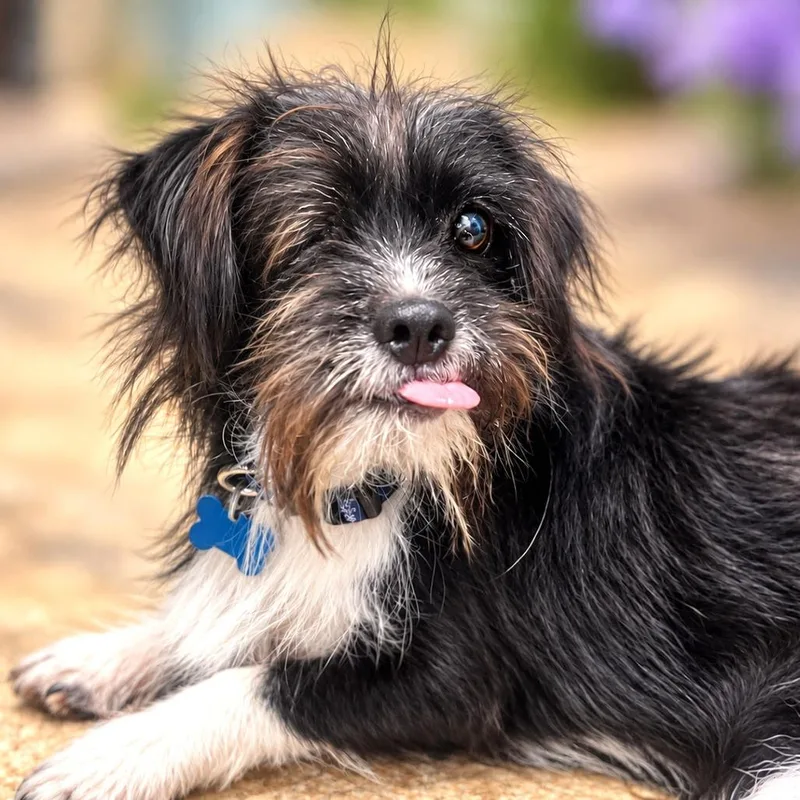 Baxter thumbnail 4