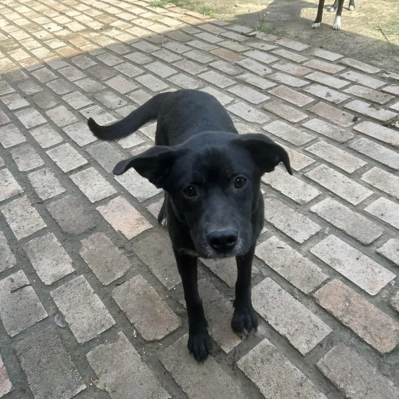 A young medium-sized female Black Labrador Retriever dog named Rosie for adoption in Pine Bluff, AR