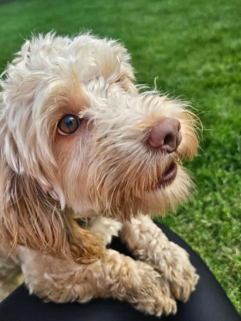 A young small-sized male Miniature Poodle dog named Romeo for adoption in Cedar Rapids, IA