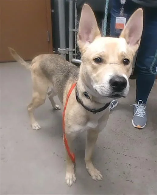 A young large-sized male Siberian Husky dog named Stanley for adoption in Phoenix, AZ