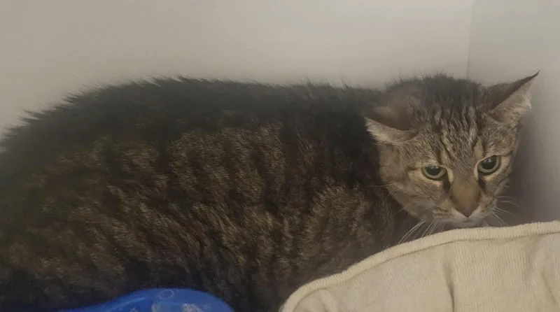 A senior medium-sized female American Bobtail cat named Oleson for adoption in New Kensington, PA