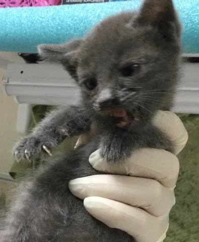 A baby small-sized male Domestic Short Hair cat named Floof for adoption in Riverside, CA