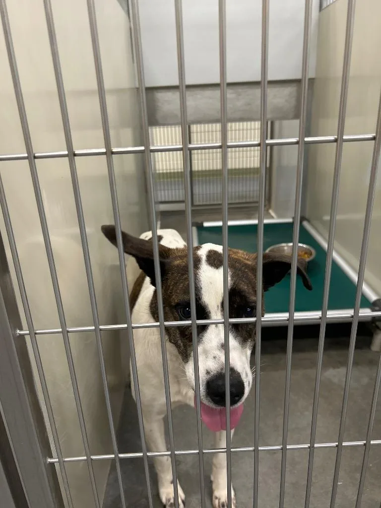 An adult medium-sized female Australian Shepherd dog named Lexi for adoption in Winder, GA