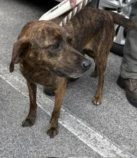 An adult medium-sized female Brindle Plott Hound dog named Jazz for adoption in Maryville, TN