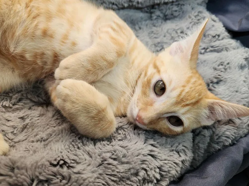 A baby small-sized male Tabby cat named Lucky Kleinschmidt for adoption in Dallas, TX