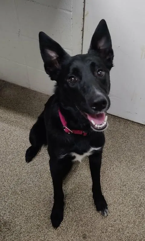 A young large-sized female Black Border Collie dog named Suki for adoption in Fruit Heights, UT