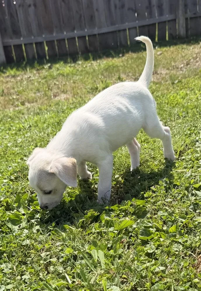 A baby medium-sized female White / Cream Jack Russell Terrier dog named Delaware : Elsmere for adoption in Aurora, IN