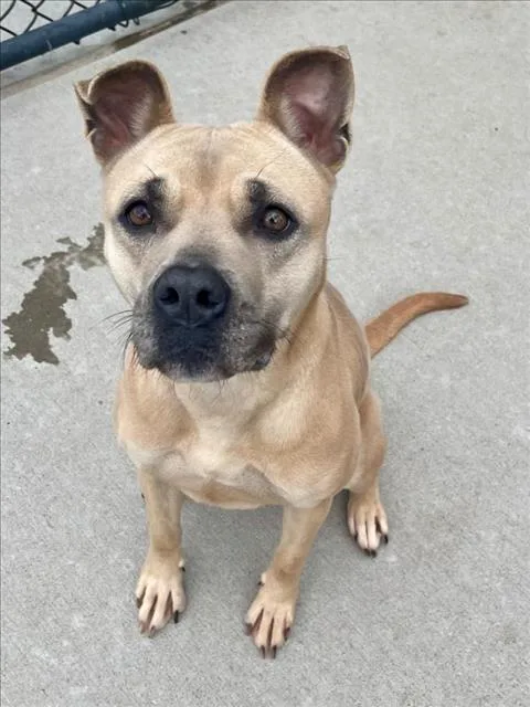An adult large-sized female Pit Bull Terrier dog named Reeses for adoption in Tulsa, OK
