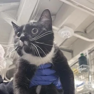A young medium-sized female Domestic Short Hair cat named Funnel Cake for adoption in New York, NY