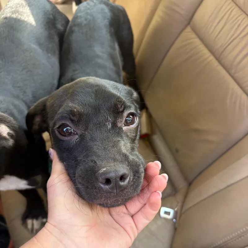 A young small-sized female Black Mixed Breed dog named Candace Flynn for adoption in Austin, TX