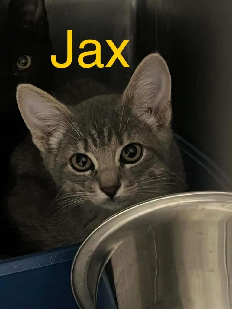 A baby small-sized male Domestic Short Hair cat named Jax for adoption in Princeton, IN