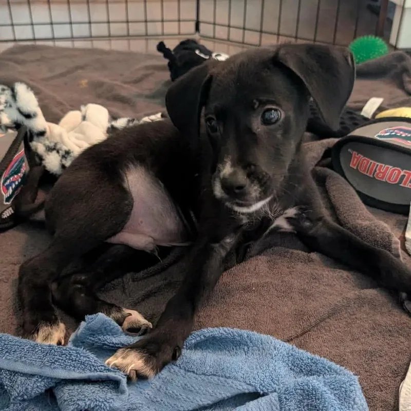 A baby medium-sized male Terrier dog named Carlisle for adoption in St. Charles, IL
