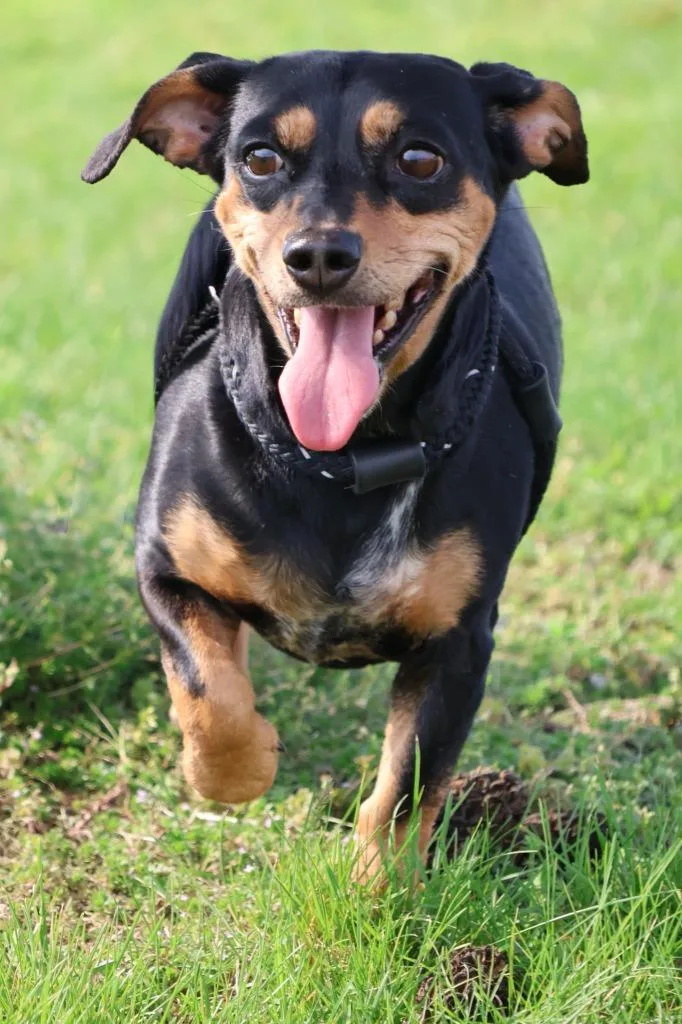 A senior small-sized female Mixed Breed dog named Peaches for adoption in Columbia, TN