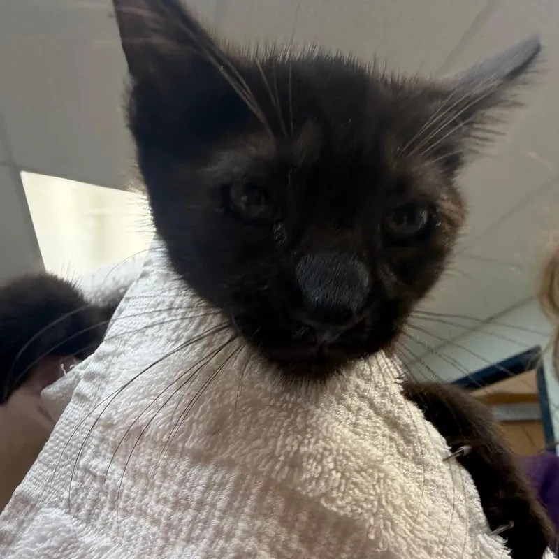 A baby small-sized male Black Domestic Short Hair cat named Damon for adoption in Newark, NJ