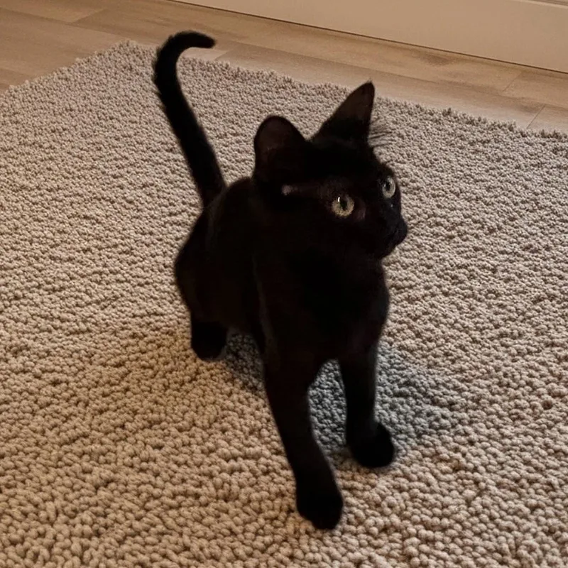 A baby medium-sized female Black Domestic Short Hair cat named Inayah for adoption in Norwalk, CT