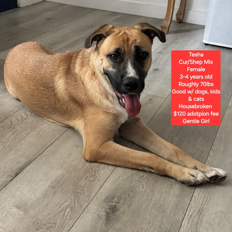 An adult large-sized female Black Mouth Cur dog named Tesha for adoption in Oviedo, FL