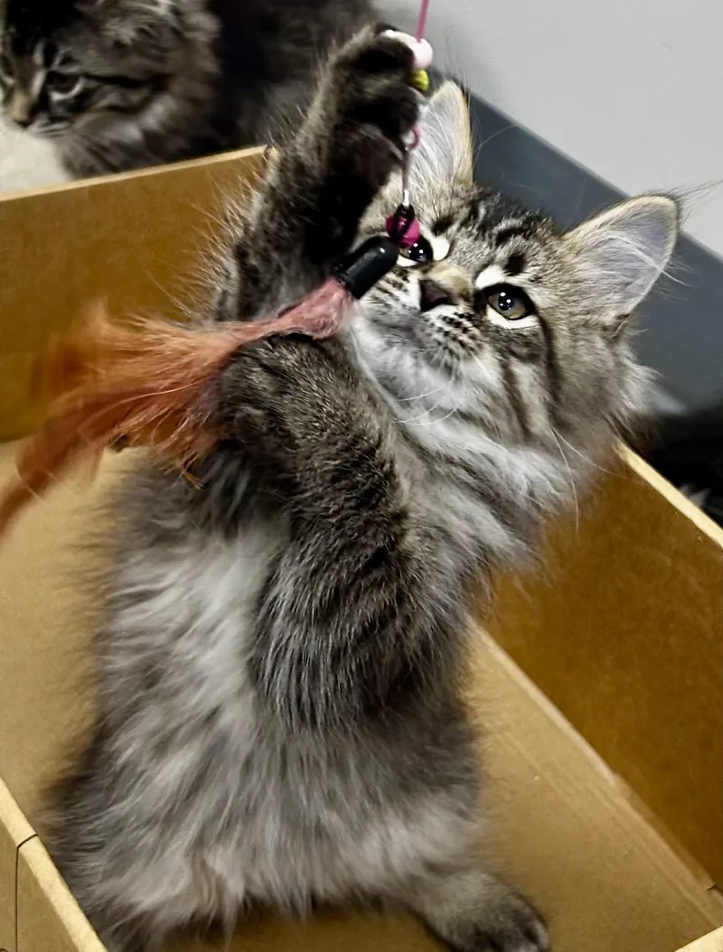 A young medium-sized male Gray / Blue / Silver Domestic Long Hair cat named Poe for adoption in Sandusky, MI