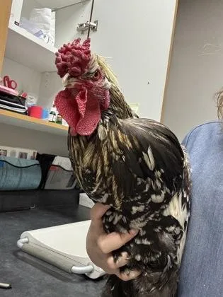 Cluck Norris  The thumbnail 2