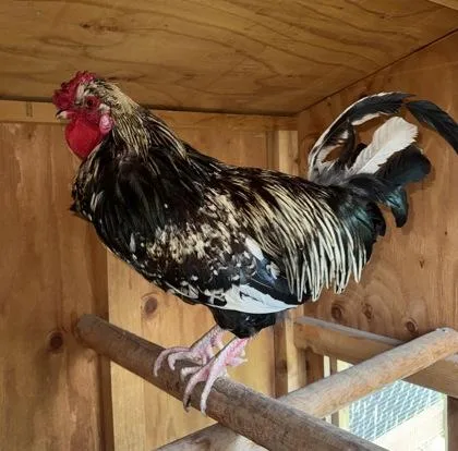 Cluck Norris  The thumbnail 3
