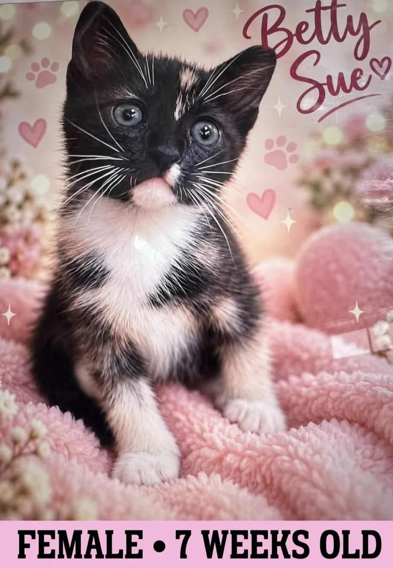 A young small-sized female Dilute Calico American Shorthair cat named Betty Sue for adoption in Fort Payne, AL