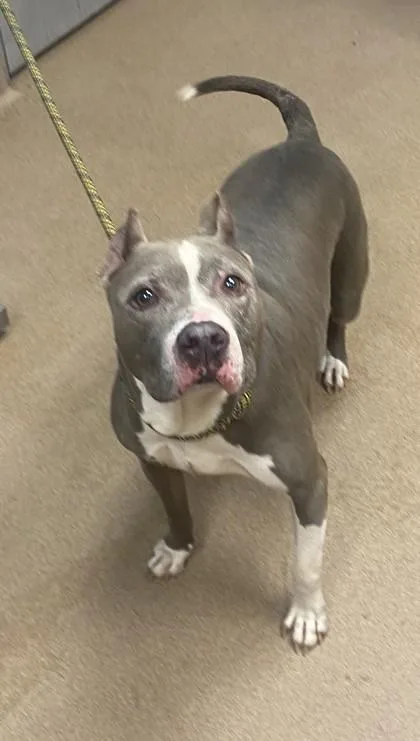 A senior large-sized female Mixed Breed dog named Mackenzie for adoption in Chamblee, GA