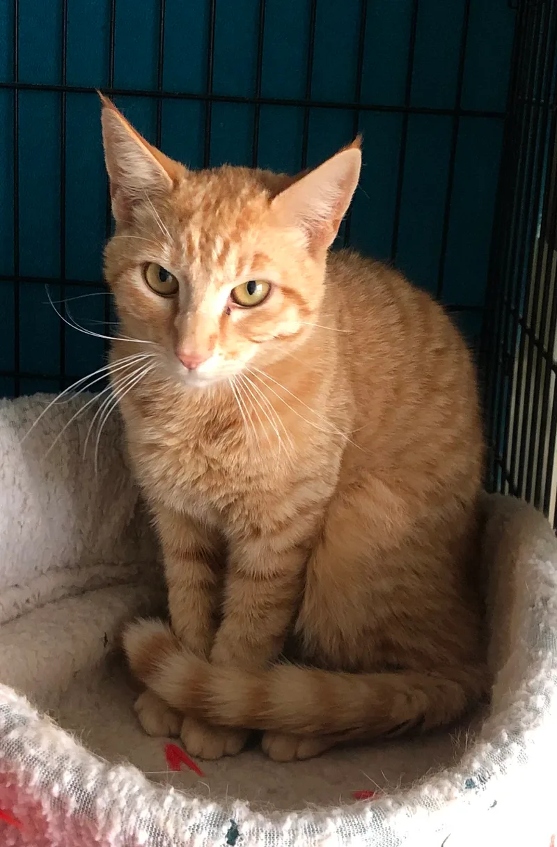 An adult medium-sized male Tabby (Orange / Red) Domestic Short Hair cat named Cheddar for adoption in Lompoc, CA