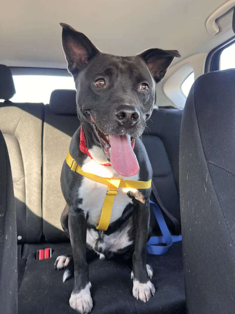 An adult medium-sized male Black American Staffordshire Terrier dog named Sanrio for adoption in Roswell, GA