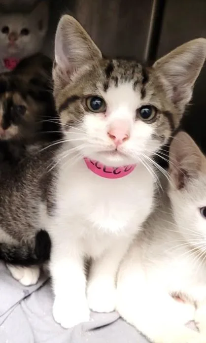 A baby small-sized male Domestic Short Hair cat named Spritzer for adoption in Los Angeles, CA