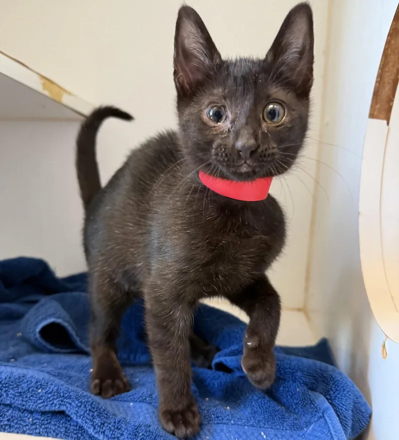 A baby small-sized female Black Domestic Short Hair cat named Boston for adoption in Oakland, CA